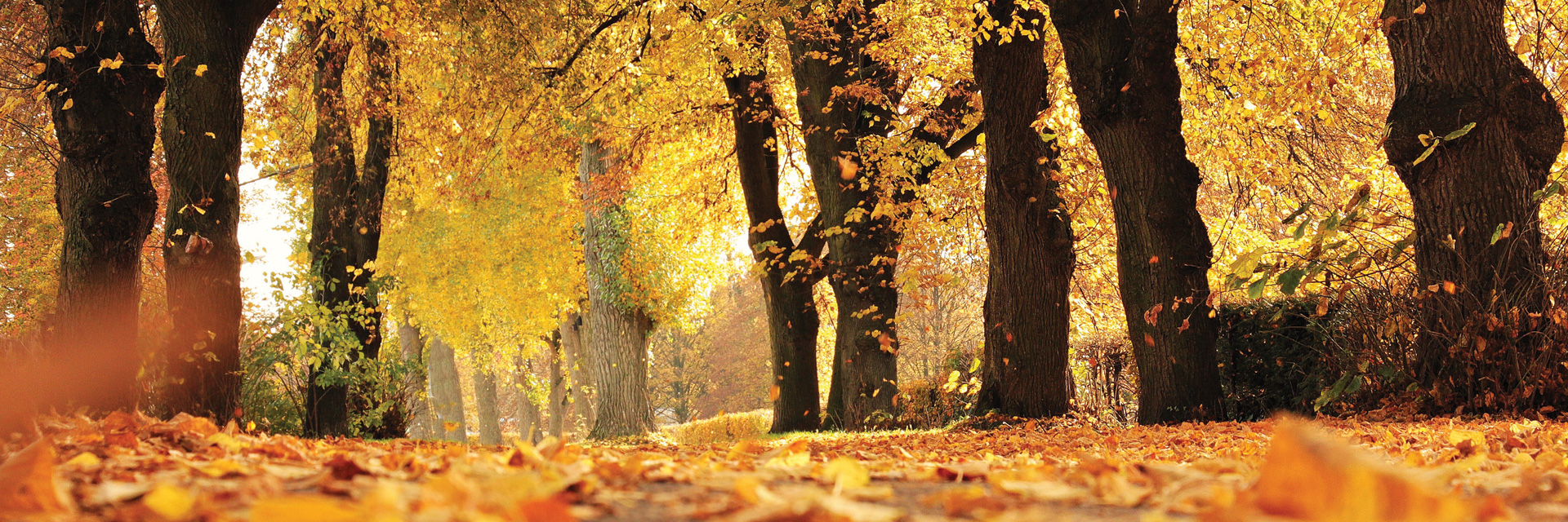 leaves falling from trees and on the ground in autumn