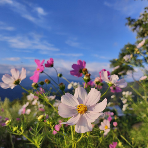 Testimonial image - flowers in a field