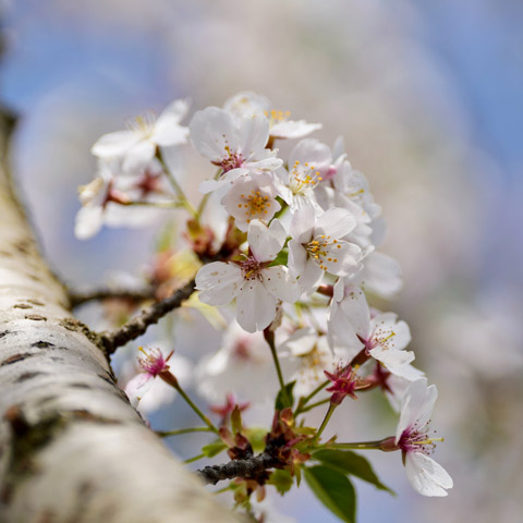 Testimonial image - white flowers on a tree