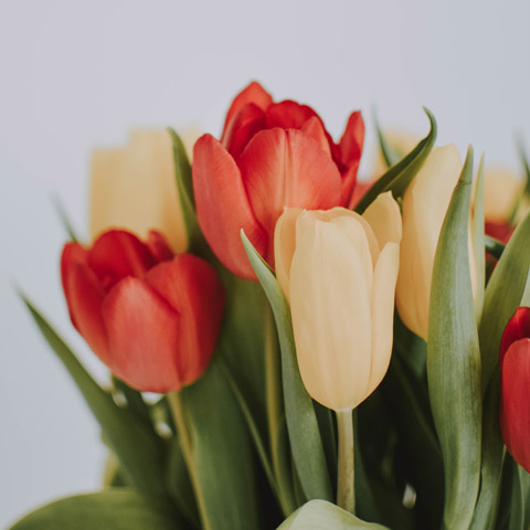 Testimonial image - a bouquet of red and yellow tulips