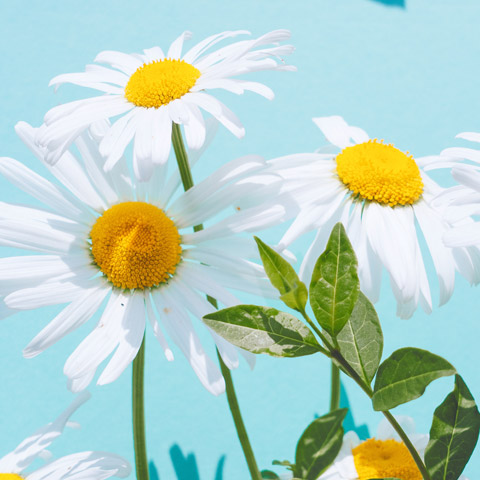 Testimonial image - three daisies on a blue background
