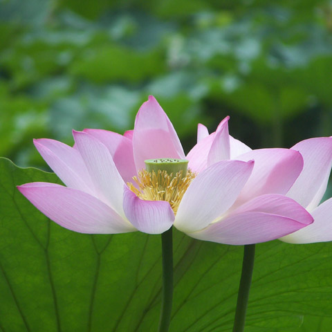 Testimonial image - two pink lotus flowers