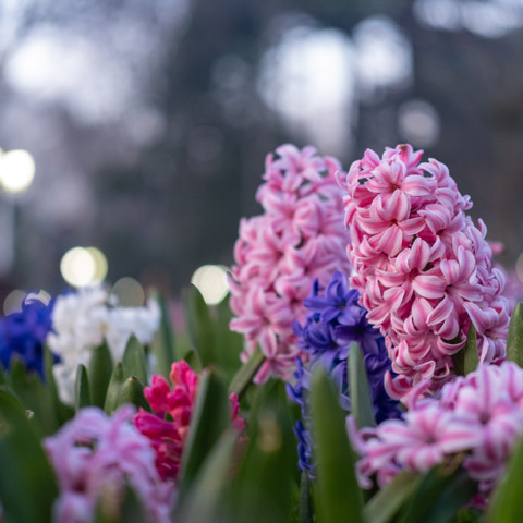 Testimonial image - pink and blue hyacinths in the grass