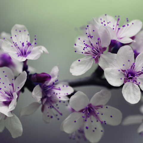 Testimonial image - purple flowers on a branch with a green background