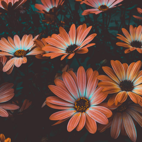 Testimonial image - orange flowers with a black background