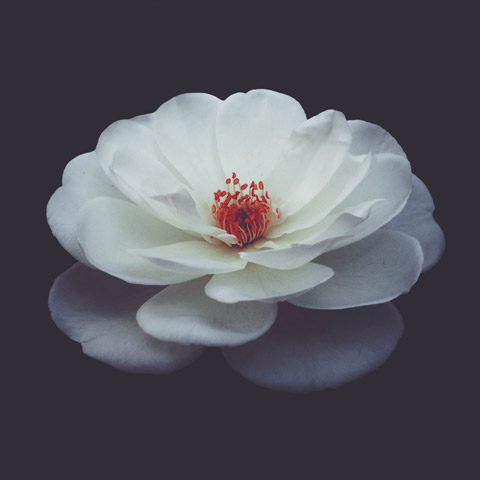 Testimonial image - white flower on a black background