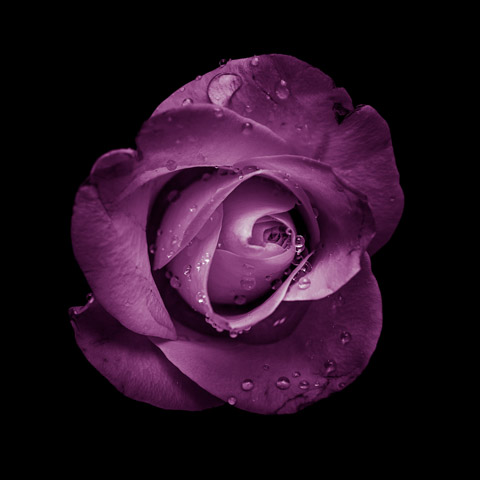Testimonial image - purple flower on a black background