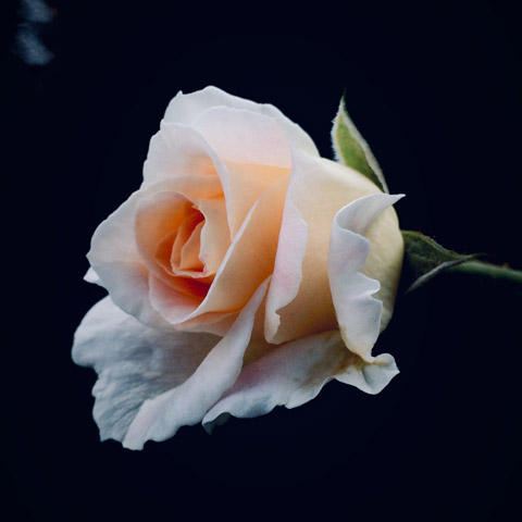 Testimonial image - white/pink rose on a black background