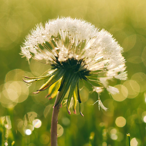 Testimonial image - a dandelion in the grass