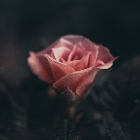 Testimonial image - a single pink rose on a black background
