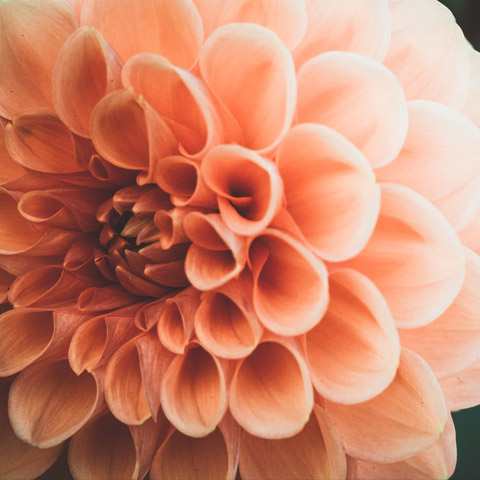 Testimonial image - pink flower