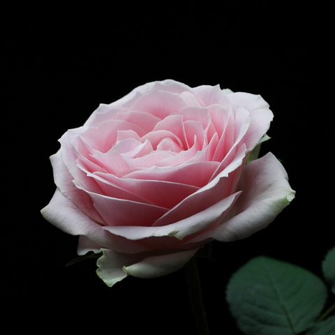 Testimonial image - pink rose on a black background